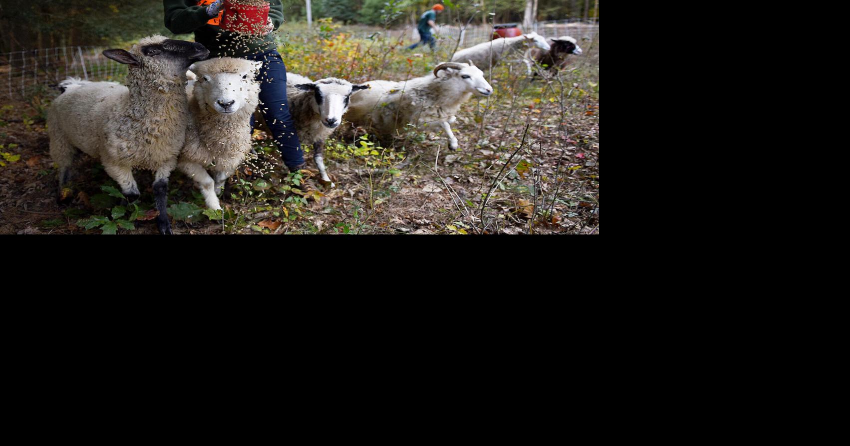 Entrepreneurs and career changers, NH women plow fresh ground