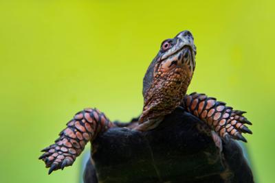Box turtle