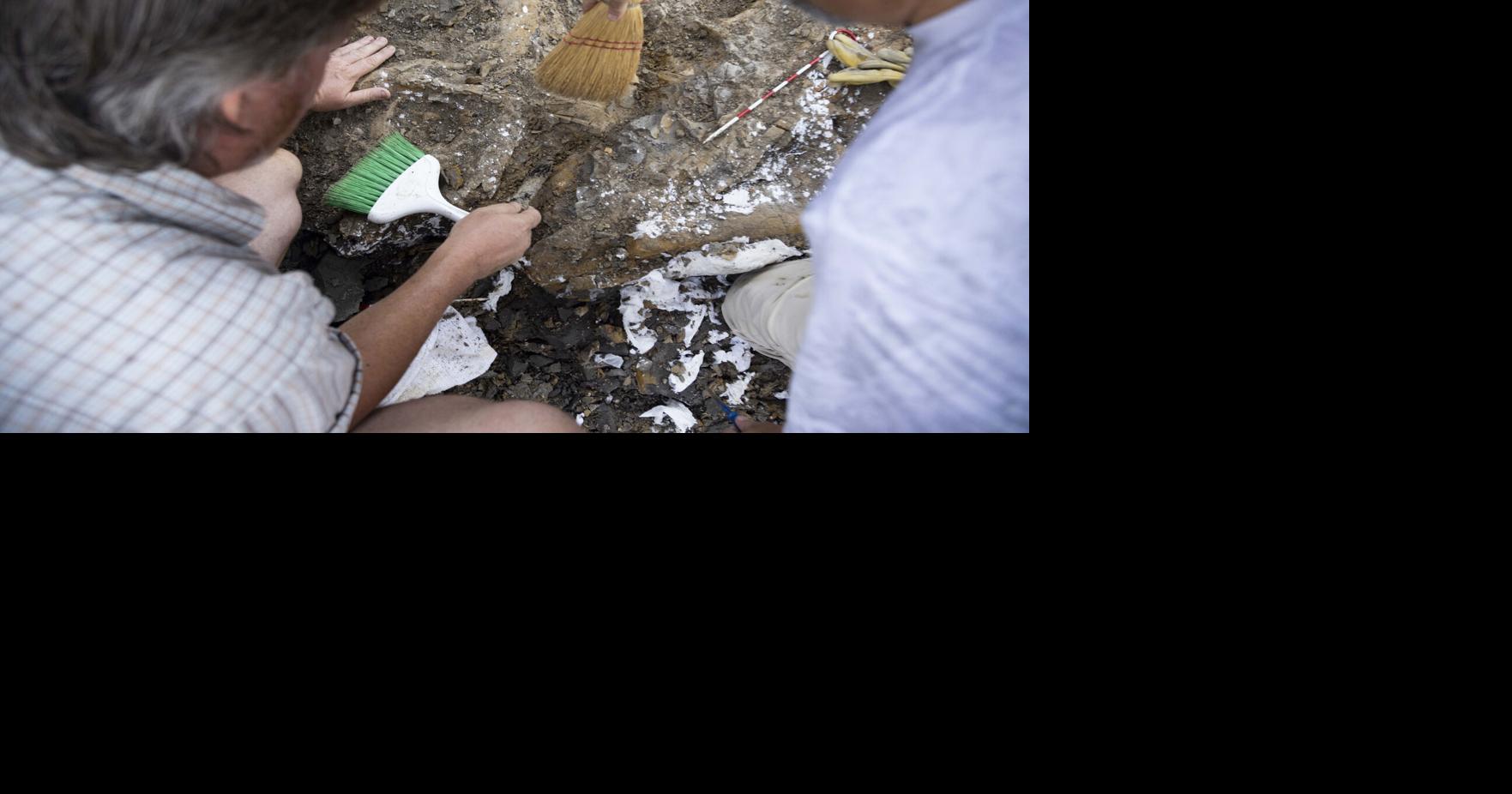 New ‘little bitty’ dinosaur discovered in North Texas