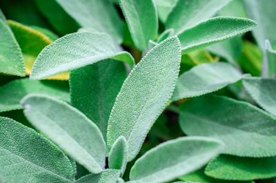 grow light distance from plant Spider Farmer SF1000D LED Grow Light main image 0