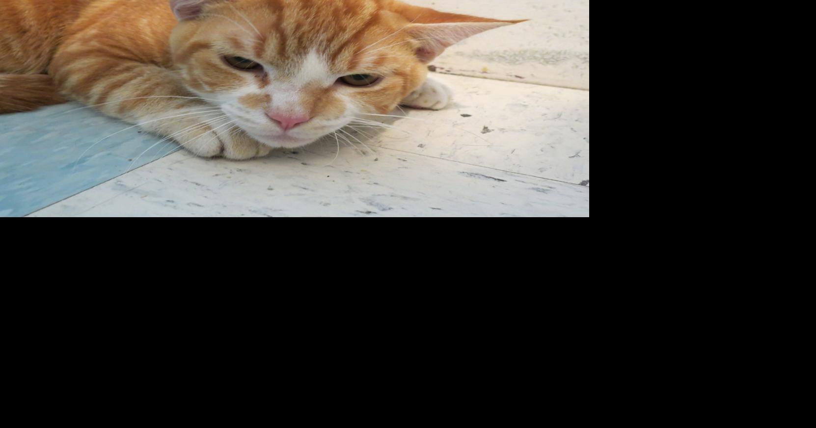 Shelter Claremont cat rescued from beating Animals