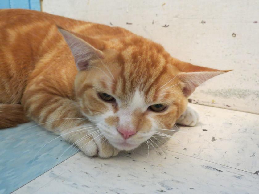 Shelter Claremont Cat Rescued From Beating Animals Unionleader Com