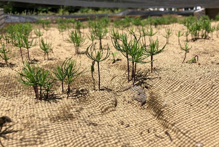 Early white pine seedlings