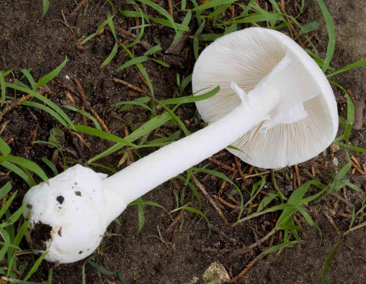 18 Was A Banner Year For Mushrooms Fortunately There Were Few Poisonings Environment Unionleader Com