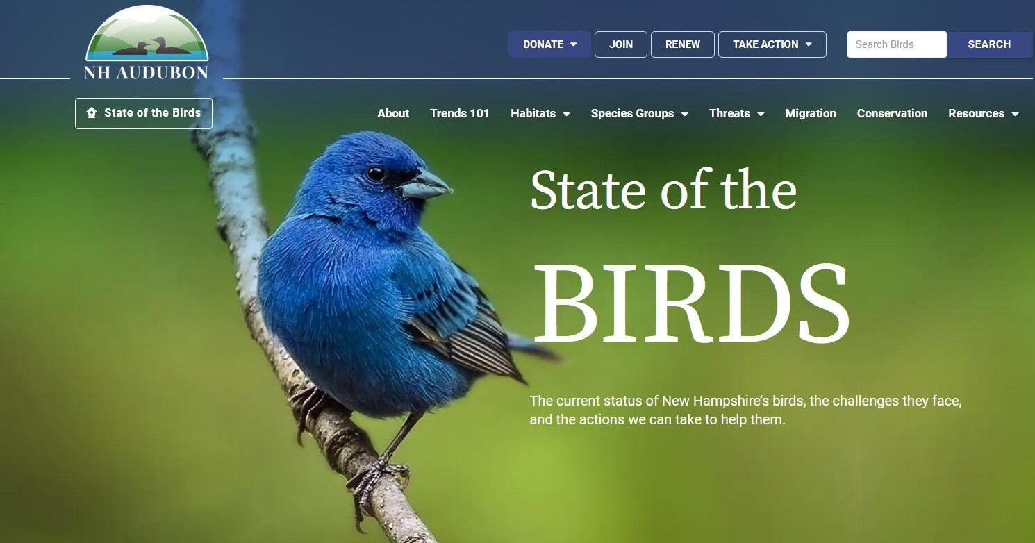 NH Audubon launches online guide to Granite State birds - Vimarsana News