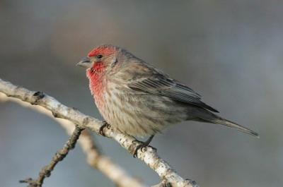 Download Stacey Cole Nature Talks: Mike O'Connor's bird tales are delightful, informative | Outdoors ...