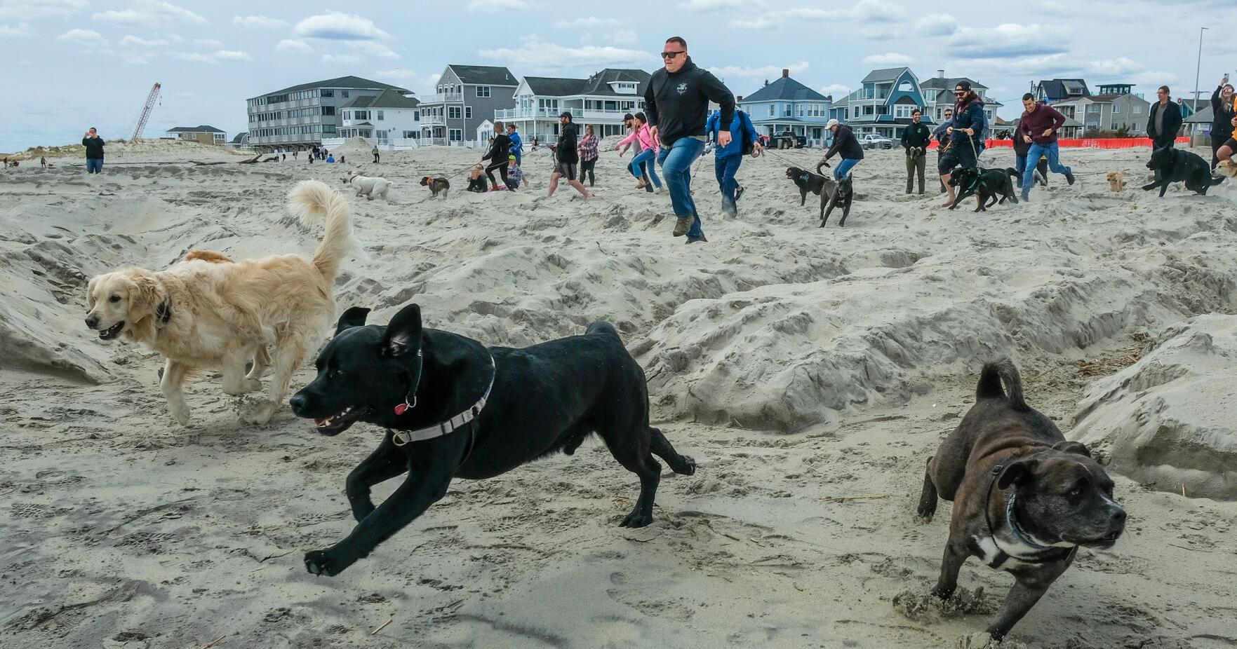 Puppies take to the water for a good cause in Hampton - Vimarsana News