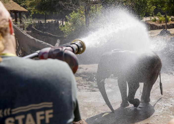 Dallas Zoo staff get creative to help animals beat the heat | Back Page | Dallas Zoo staff get creative to help animals beat the heat | Back Page |