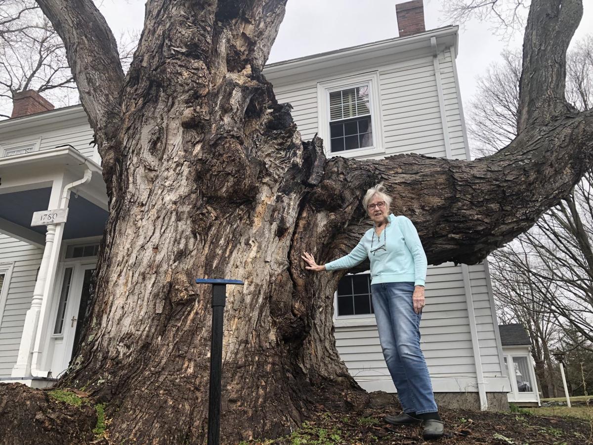 Kensington Family Saddened As Largest Sugar Maple In U S Will Soon Come Down Human Interest Unionleader Com Over the time it has been ranked as high as 486 299 in the world. kensington family saddened as largest