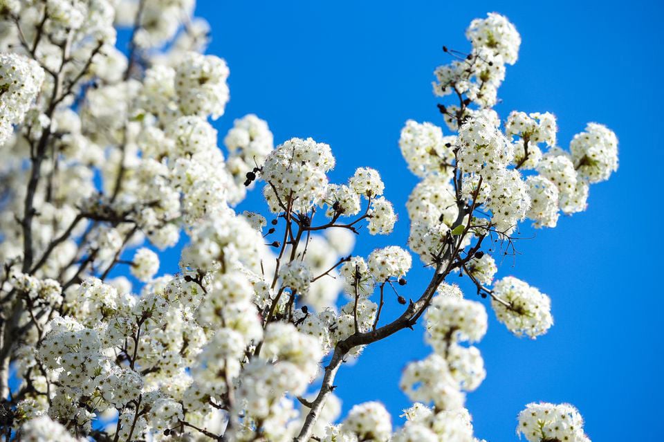 white flowering tree that smells bad: causes and solutions 