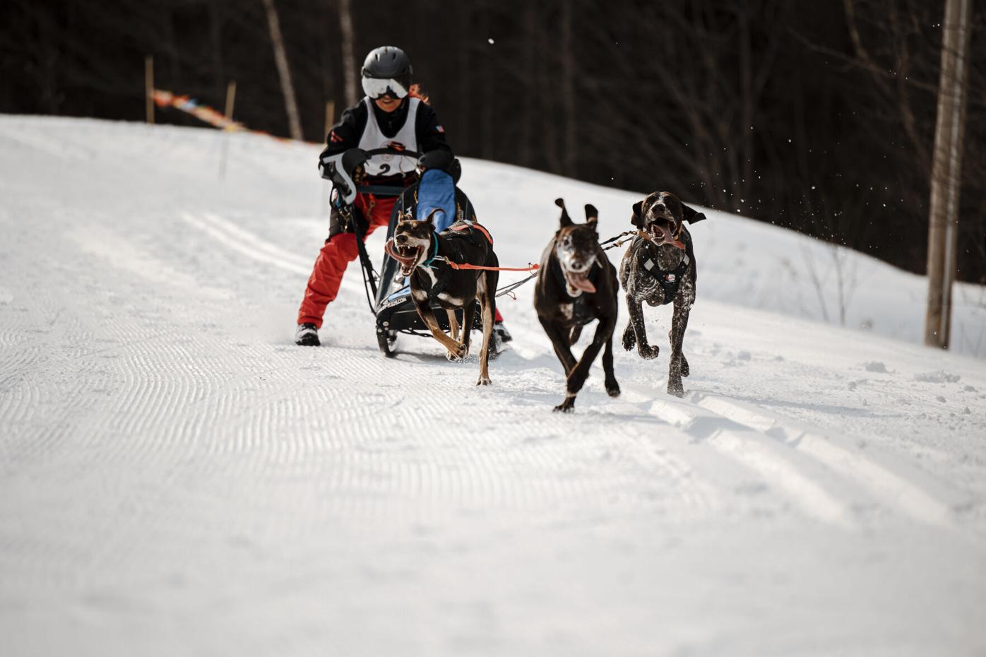 With warming winters, mushers in N.H. face changes to their sport