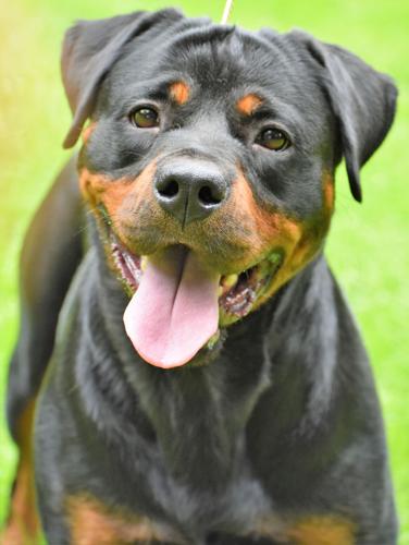 is the rottweiler legal in cayman islands