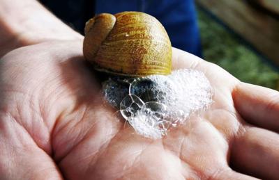 French artisan makes soap with snail slime in northern France