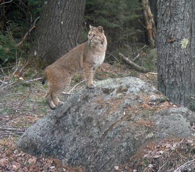 Keene State Students Cautioned About Bobcat Animals