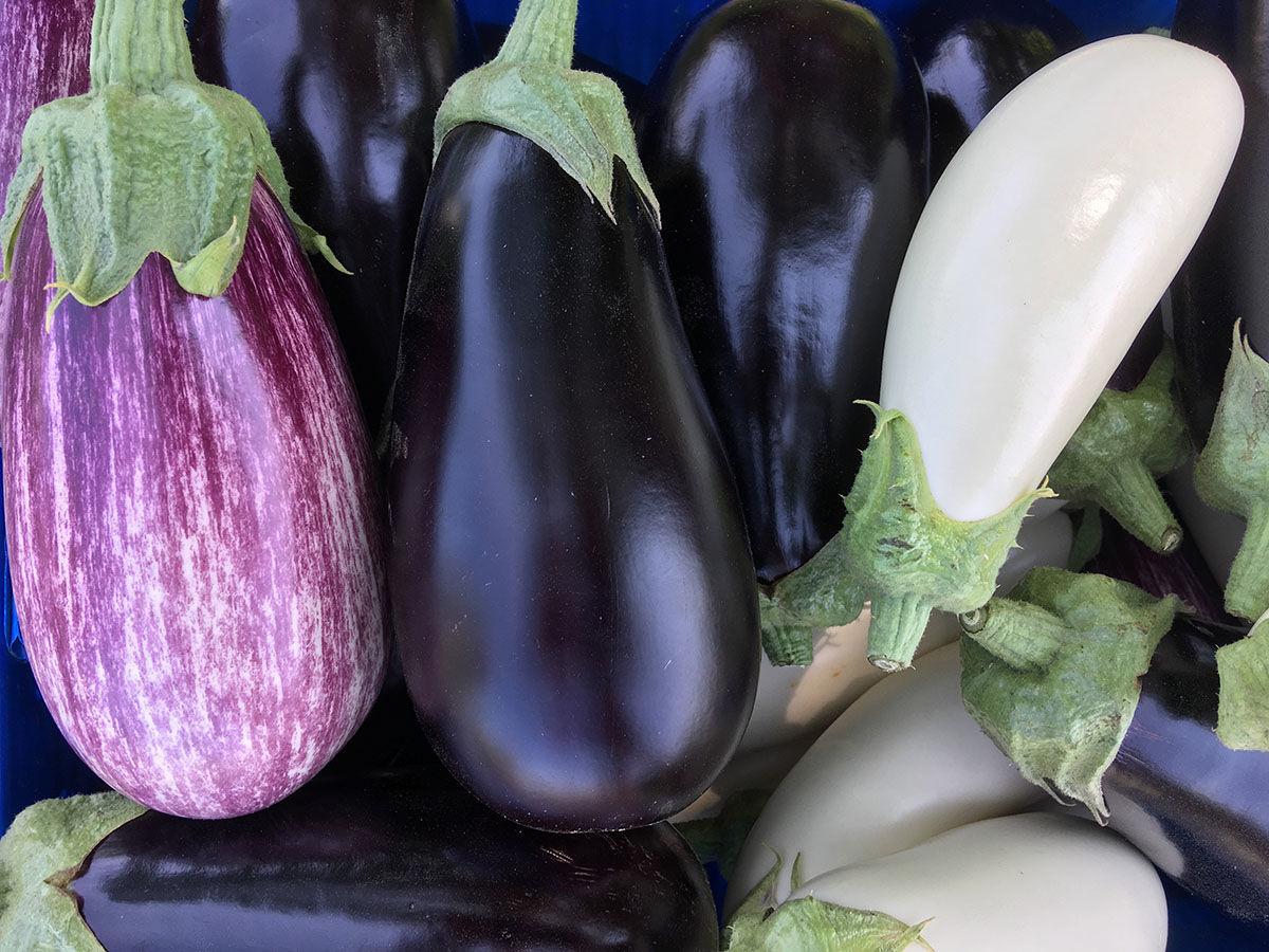UNH researchers find specialty eggplant varieties grow well in high