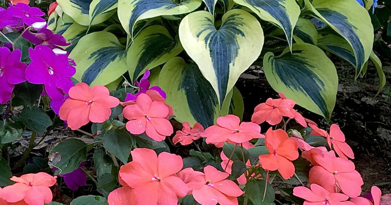 Hostas' garden beauty comes out of the shadows - Vimarsana News