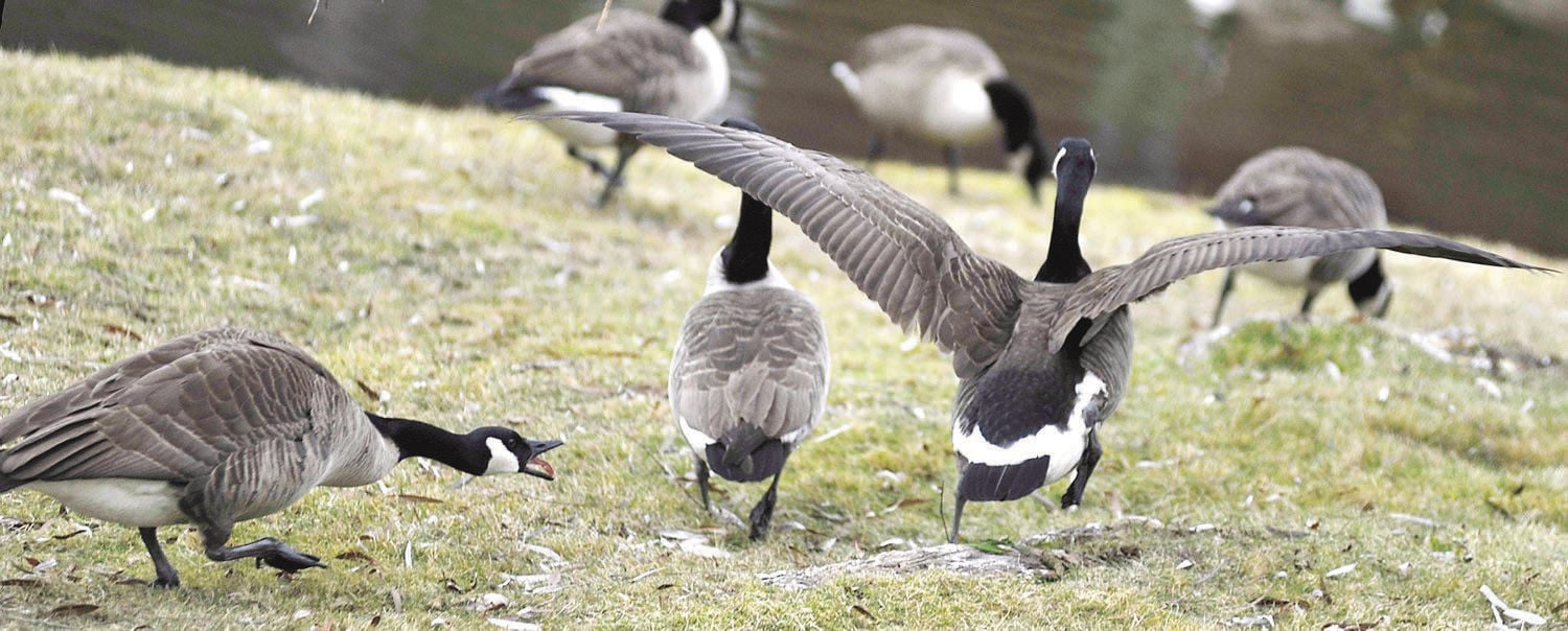 Canada goose discount dicks