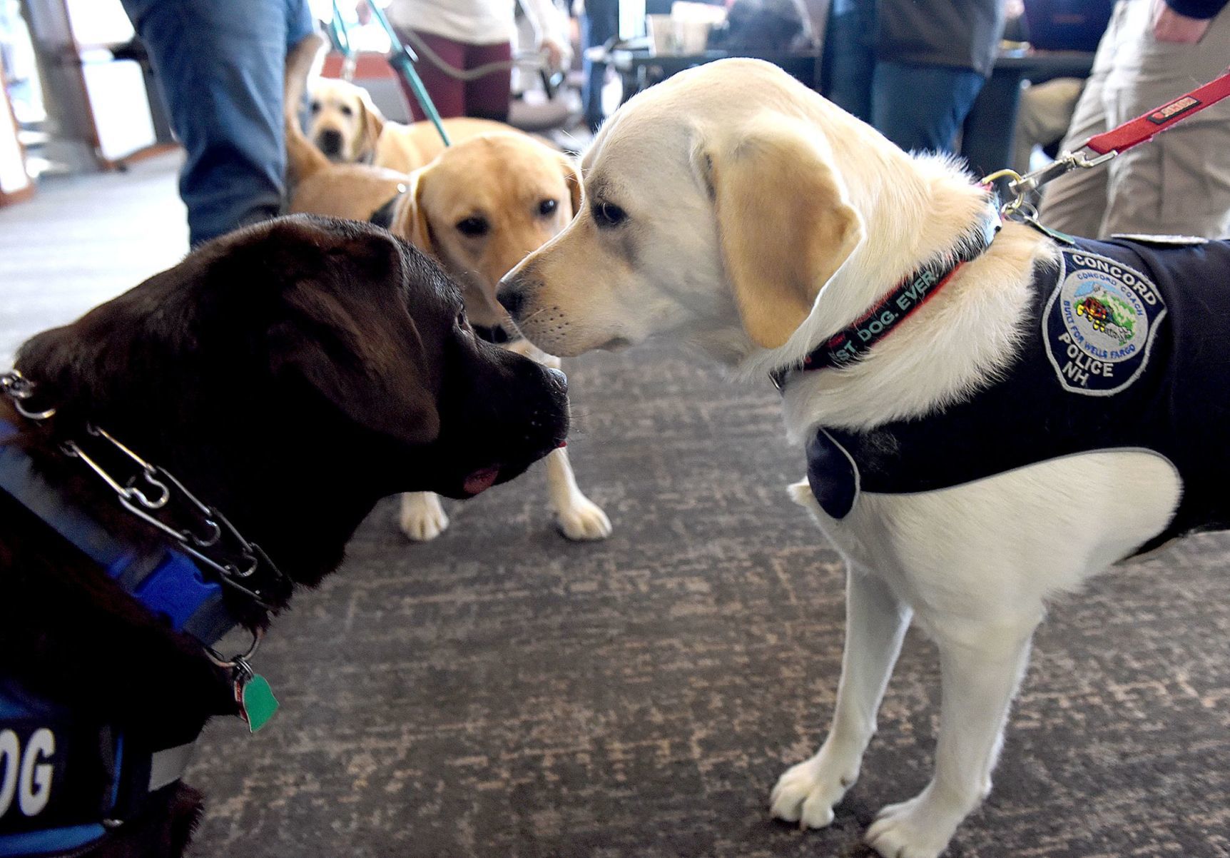 Comfort And Joy: Police Departments Enlist Canine Counselors | Animals ...