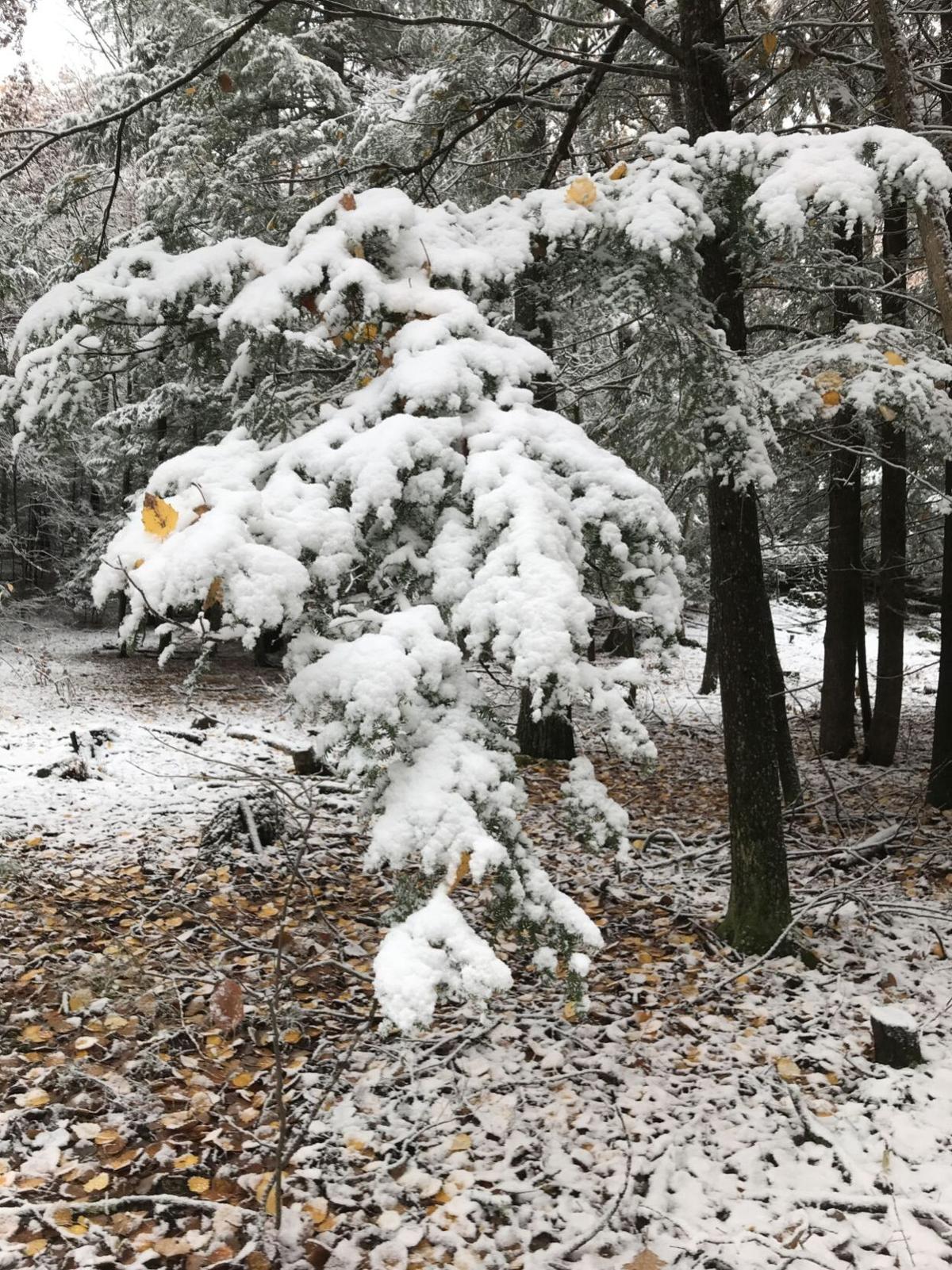 Forest Journal Poetry After The Fall Forest Journal Unionleader Com