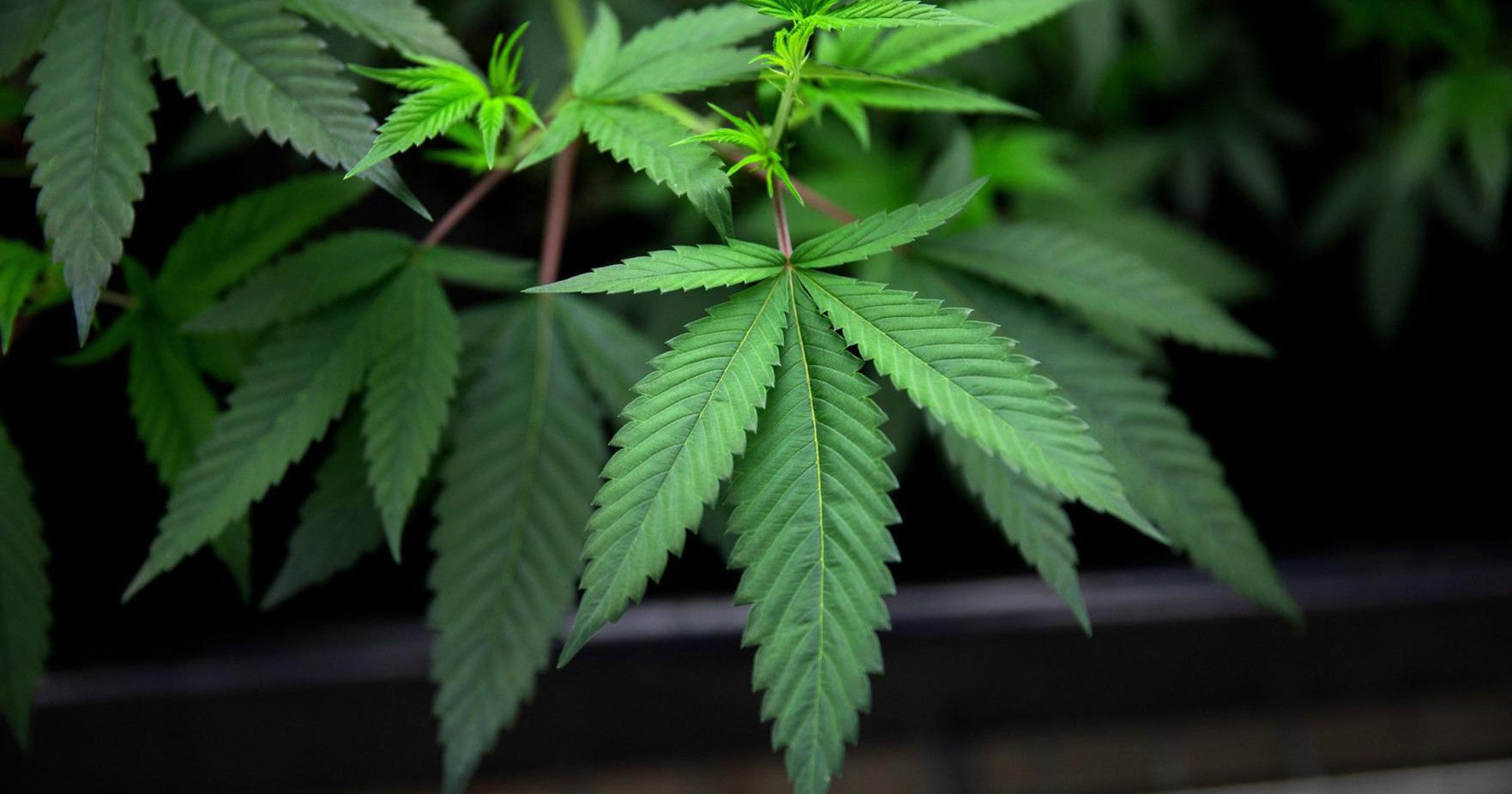 For first time, state Senate OKs legal recreational pot bill - Vimarsana News