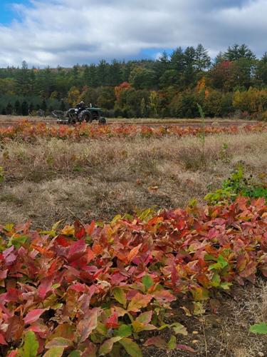 Red oak seedlings