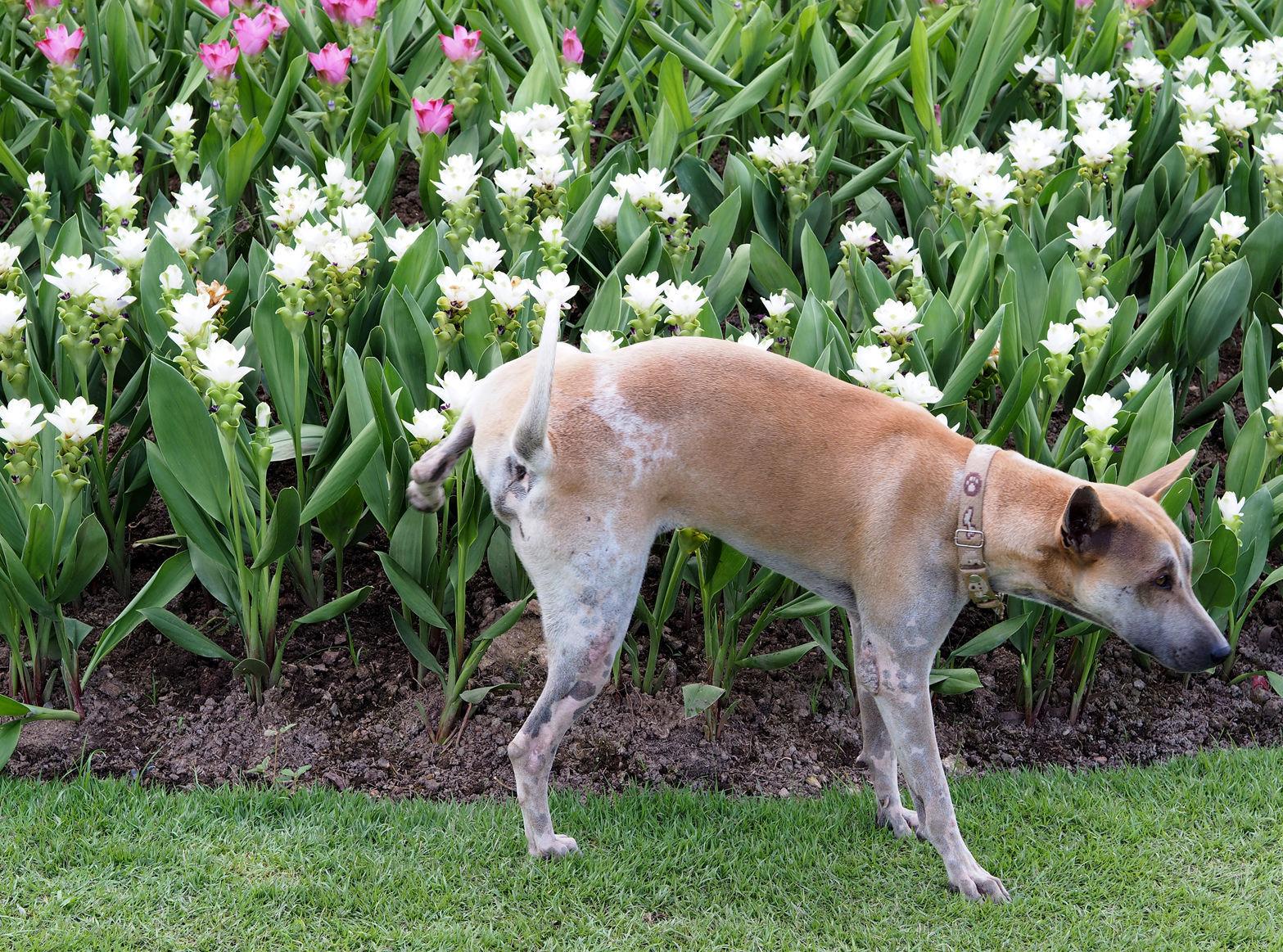 How to stop dogs from peeing on the lawn and killing the grass