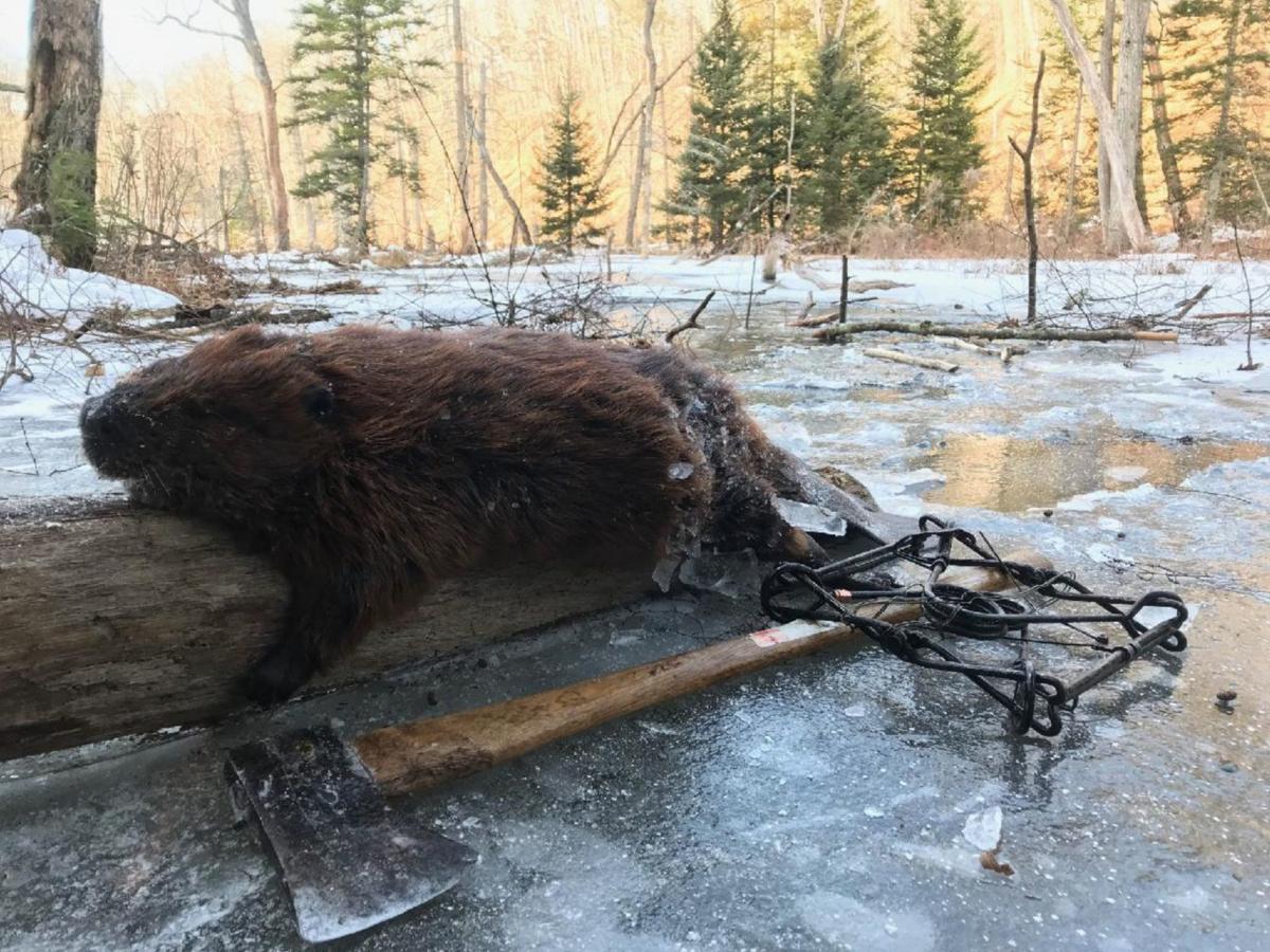 Adventures Afield Beaver Trapping Is A Serious Challenge