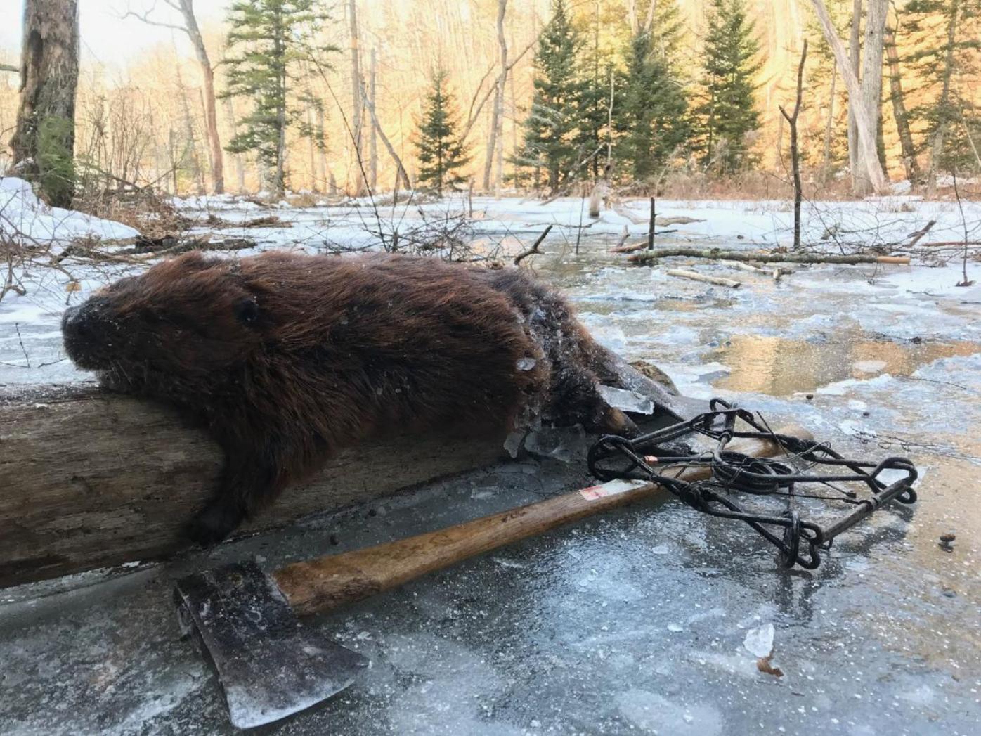 Adventures Afield: Beaver trapping is a serious challenge | Adventures