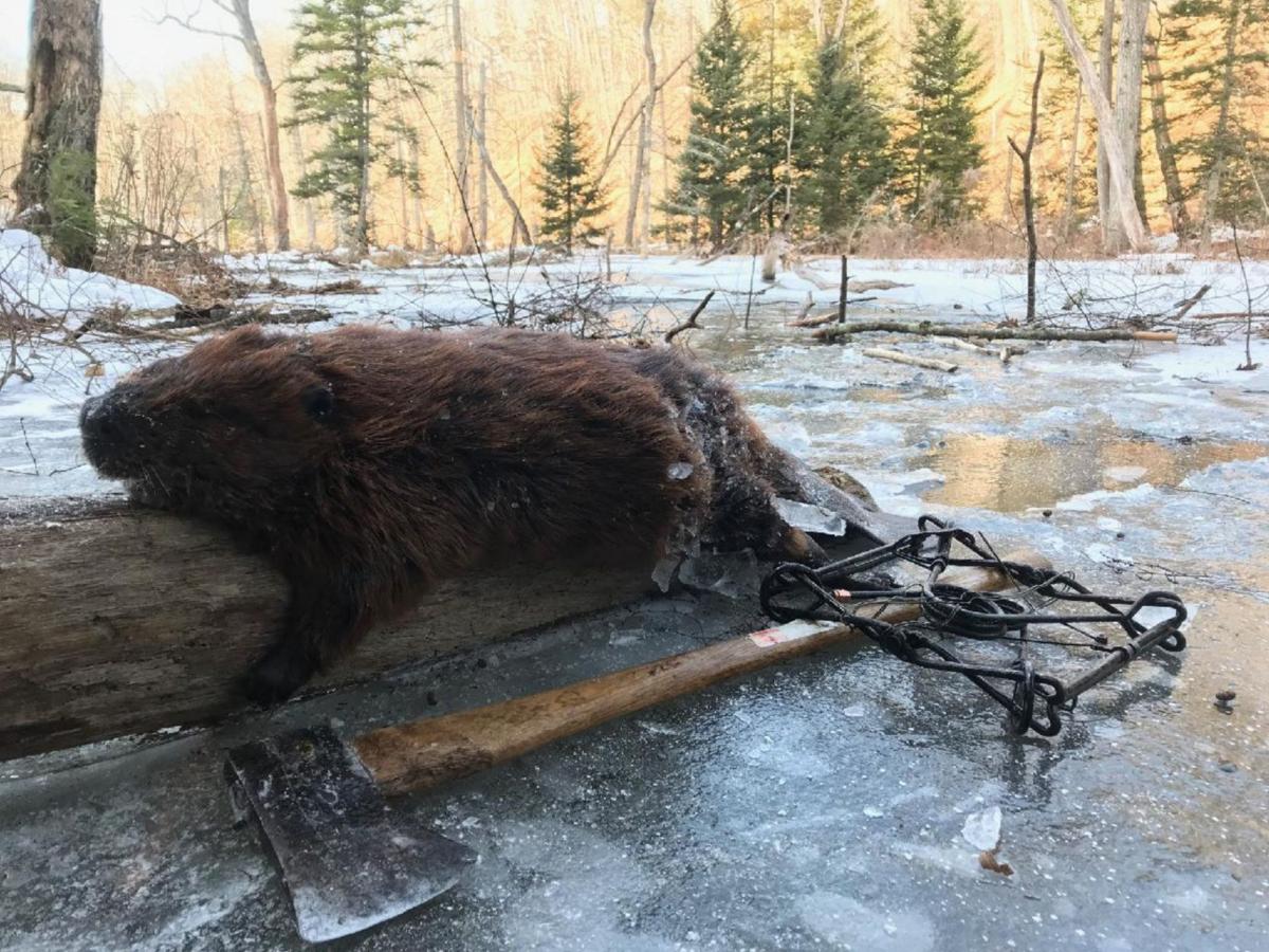 Adventures Afield Beaver trapping is a serious challenge Adventures