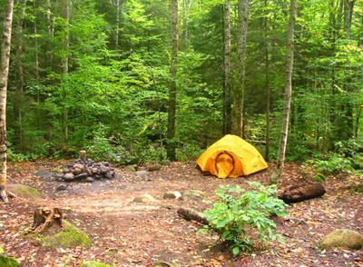 Ongoing Bear Activity Forces Temporary Closure Of Campground Site Animals Unionleader Com