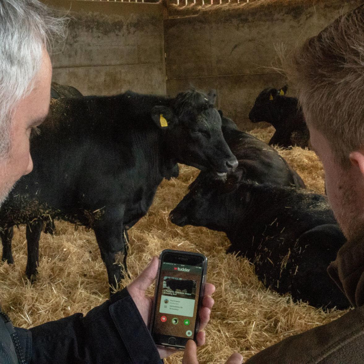 Tinder for cows' matches livestock in the mood for love | Animals |  
