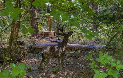 US-NEWS-HEALTH-CHRONIC-WASTING-DISEASE-GET