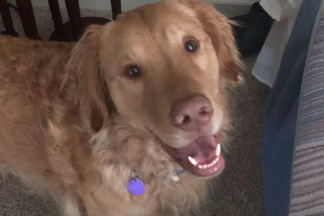 Missing dog found after search near the Gold Star Bridge