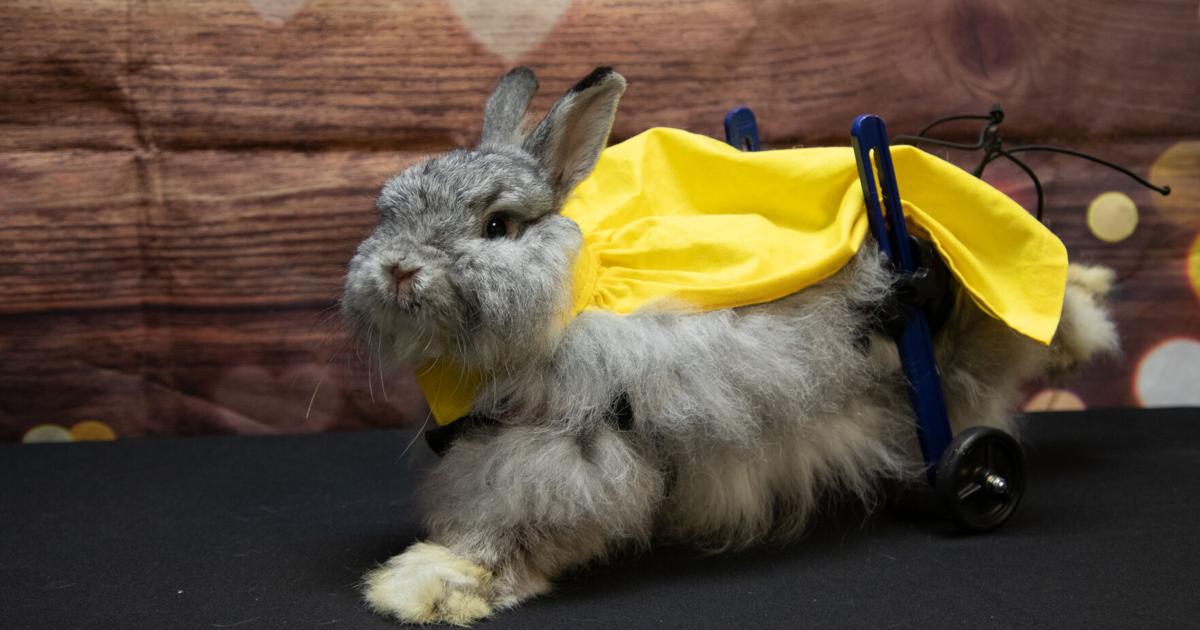 Disabled rabbit with a golden cape a calendar pinup instead of deceased ...