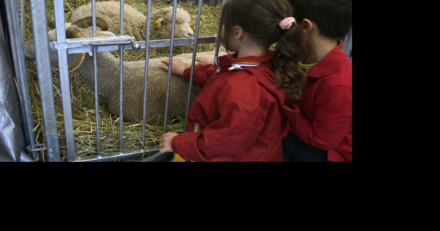 NH Sheep and Wool Festival in Deerfield Human Interest