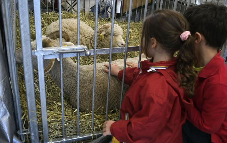 NH Sheep and Wool Festival in Deerfield Human Interest