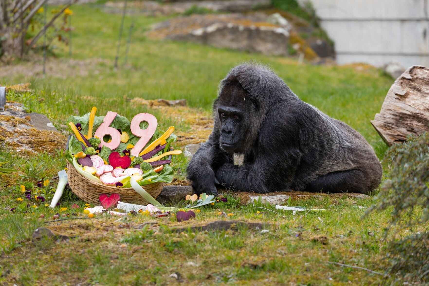 gorilla様オーダー 69de87fe5b0de.image.jpg?crop=