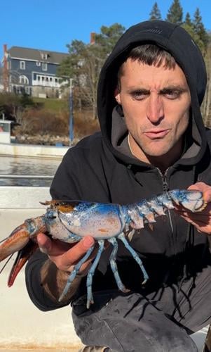 Blue lobster caught in Maine: Odds are one-in-2 million, experts say