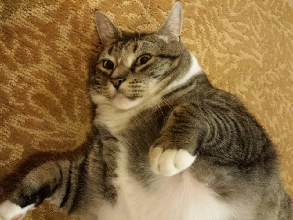 Waterville Valley's 'fat cat' becomes internet sensation | Animals