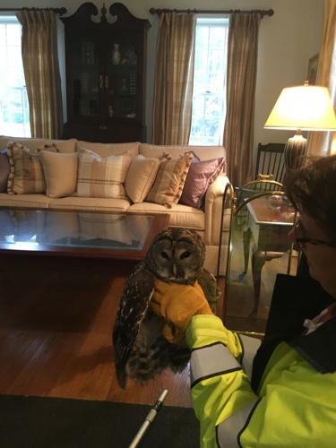Suspicious sounds lead to owl rescue in Plaistow
