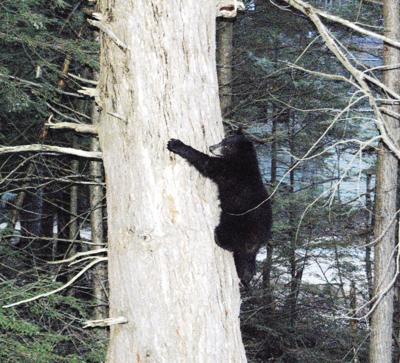 Tamworth Farmer Shoots Kills Three Bear Cubs That Were Eating His