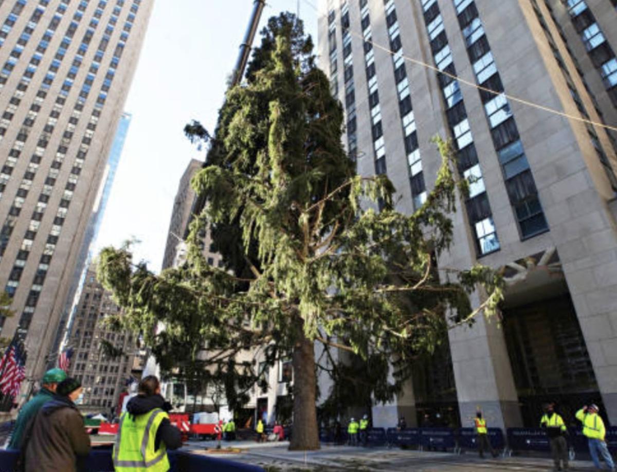 Rockefeller Center S Scraggly Christmas Tree Is Deemed A Metaphor For 2020 Back Page Unionleader Com Rockefeller Center S Scraggly Christmas Tree Is Deemed A Metaphor For 2020 Back Page Unionleader Com