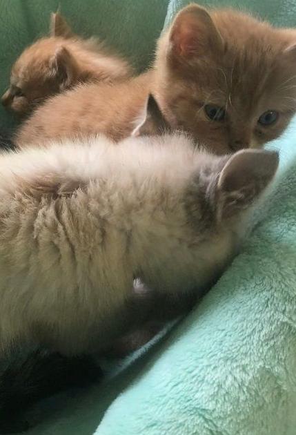 Animal Rights Advocates Vets Battle Over Whether To Ban Declawing