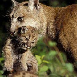 Tracker It S Only A Matter Of Time Before Mountain Lions Return