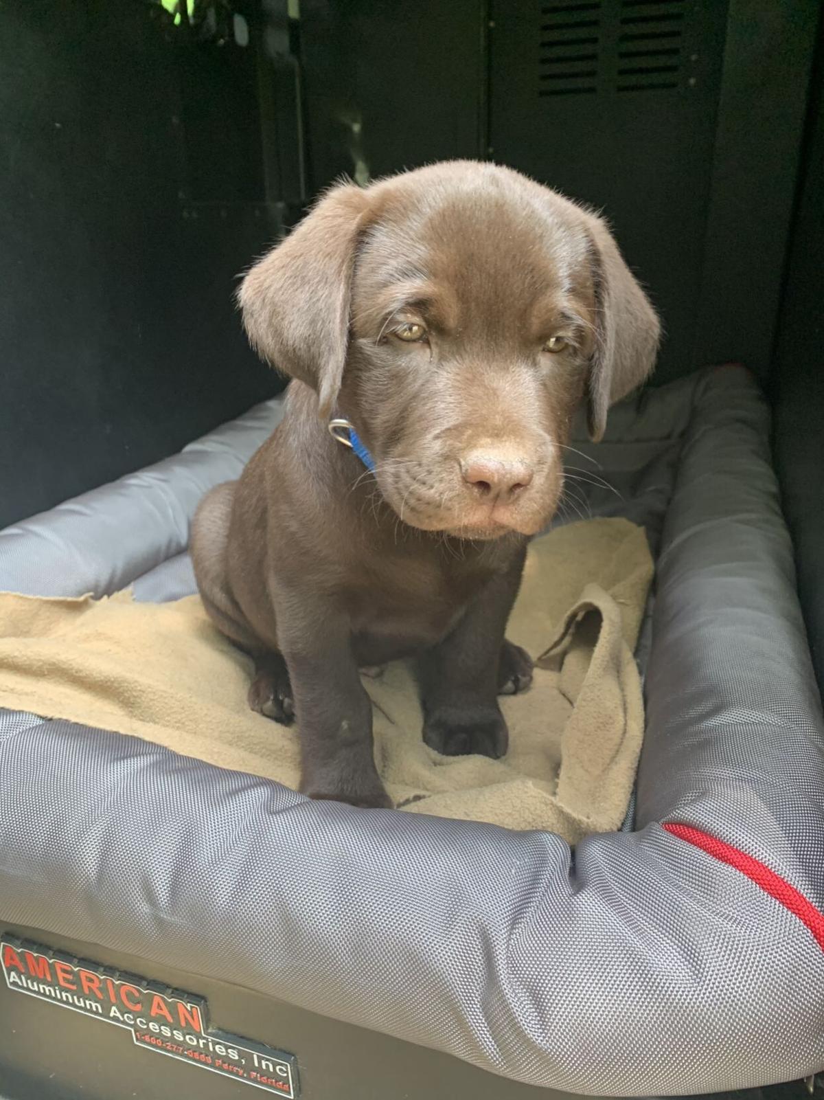 Good News Nh North Woods Law Is Back Animals Unionleader Com And officer hannett rushes to lead a carryout when a hiker is injured. good news nh north woods law is