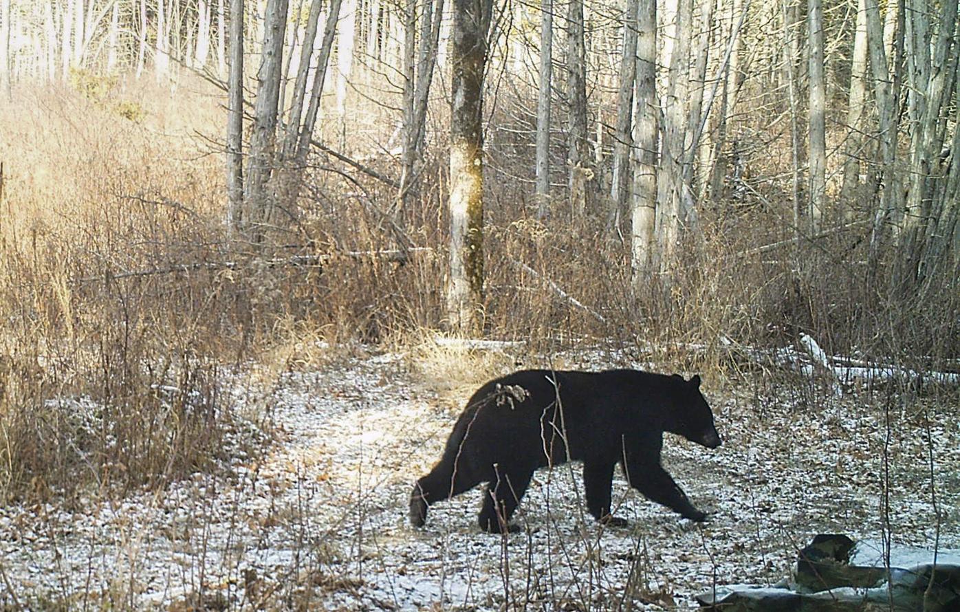 Bears Expected To Become Active Earlier Than Usual Animals Unionleader Com