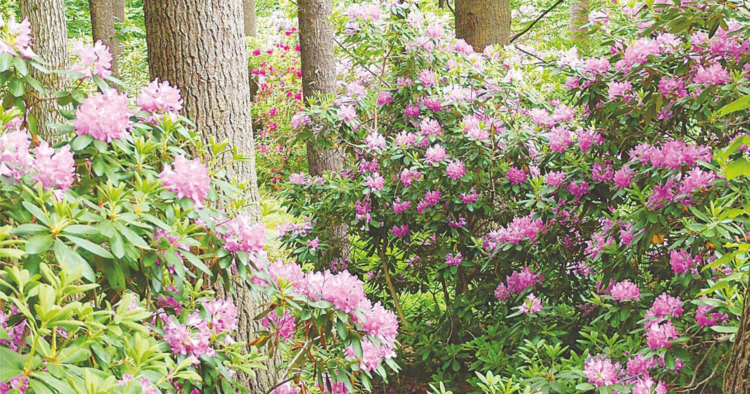 Open house at Goffstown's Evergreen May 31-June 2 - Vimarsana News