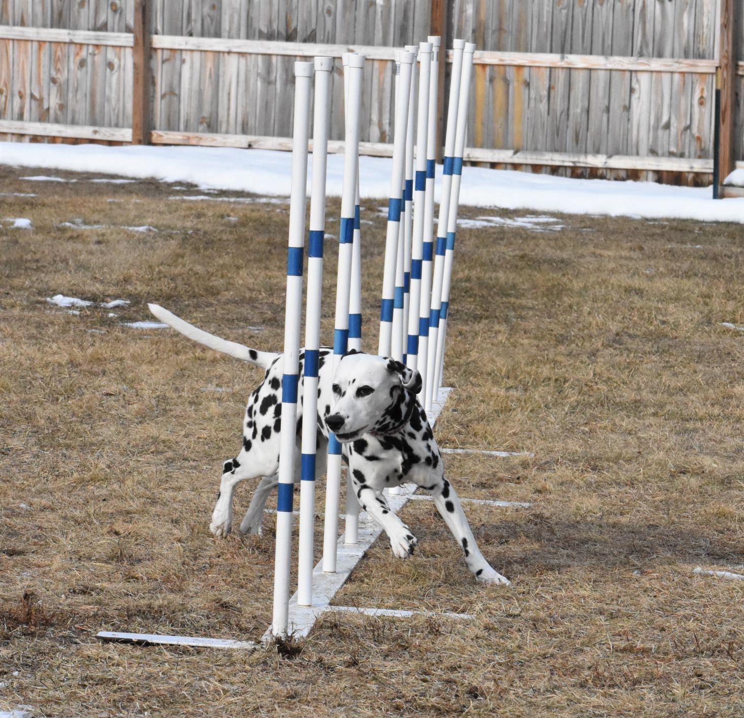 Dalmatian agility hot sale