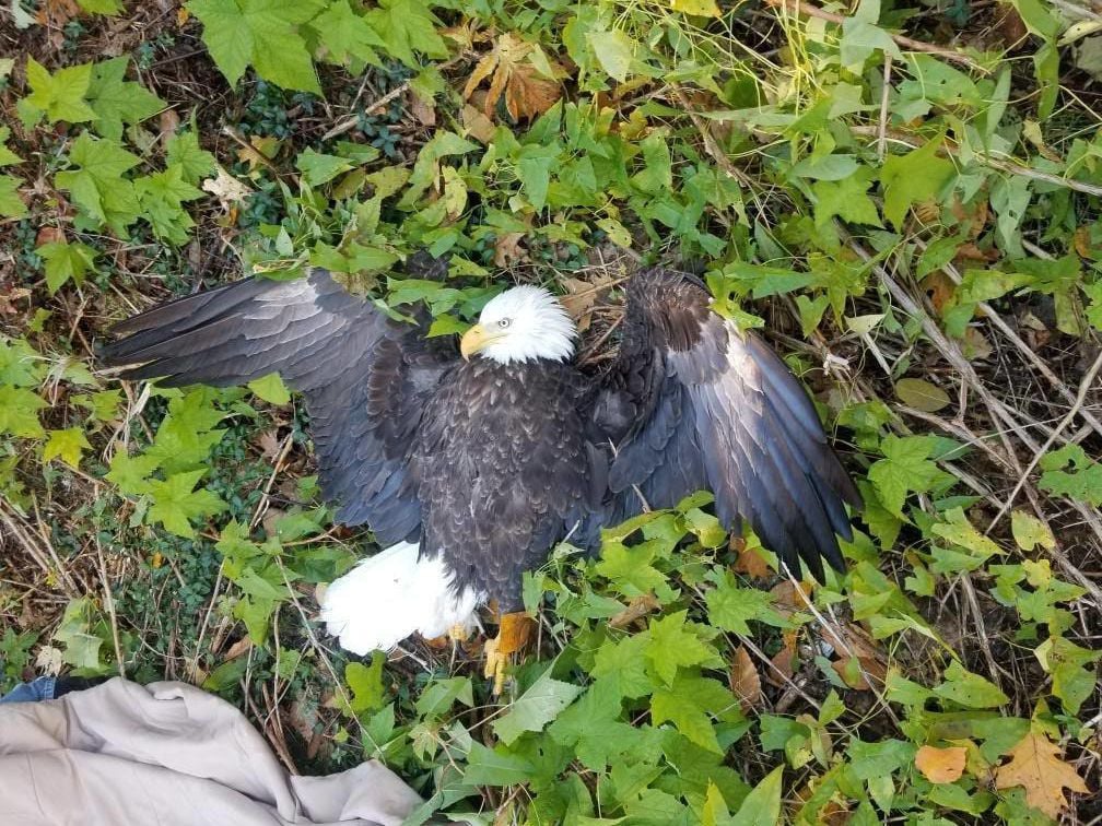 Bald Eagle Euthanized After Getting Hit By Car In Chesterfield ...