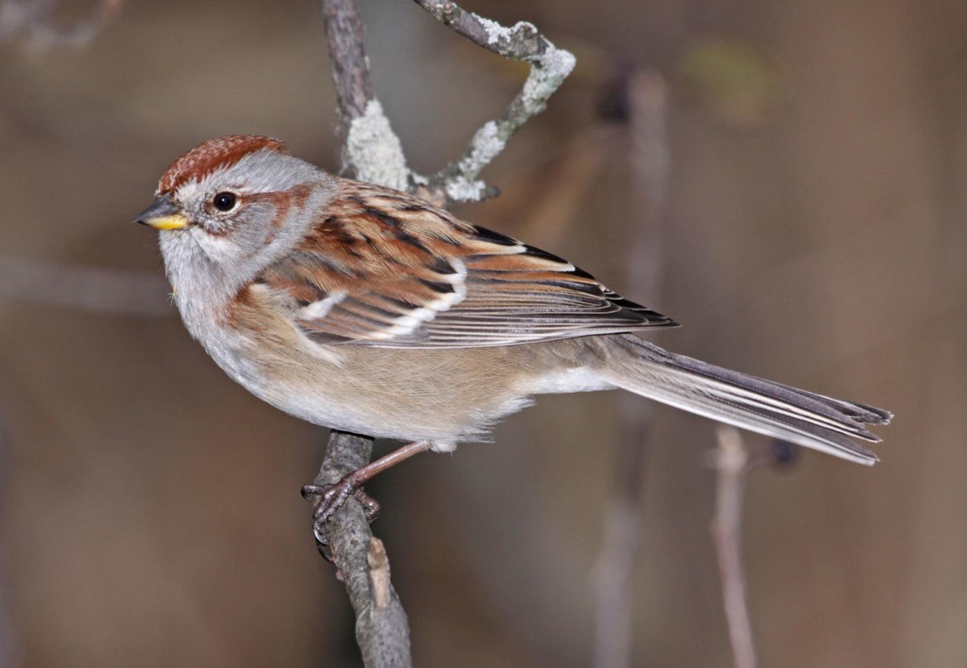 Rare sparrows make guest appearance at Penn